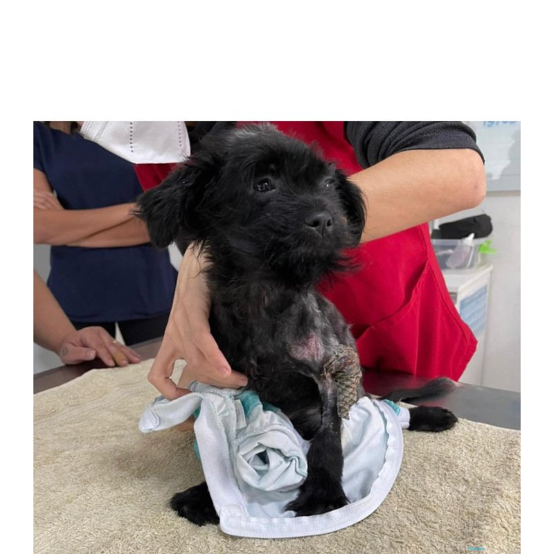 imagem da vaquinha Ajude o Jorginho a ficar internado!