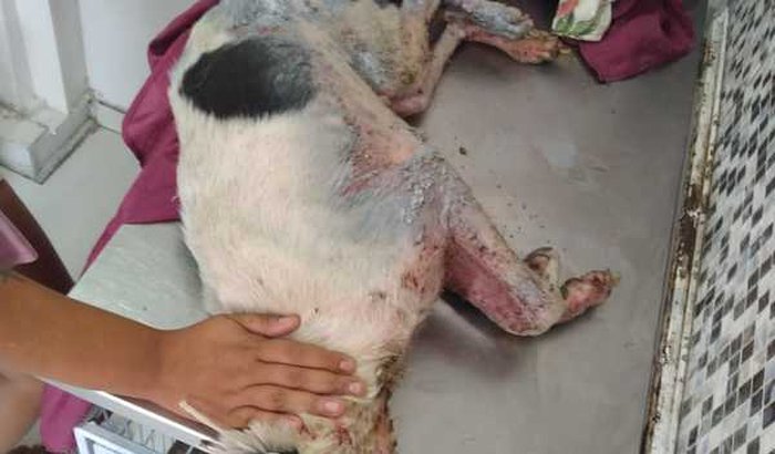 Ajudando um animal que rescatei na rua todo machucado e não tenho dinheiro para comprar os medicamento e nem a ração.