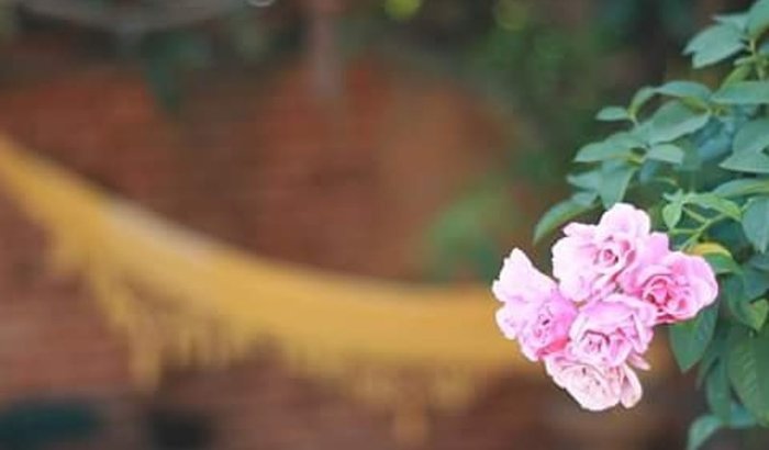 O florescimento do Jardim Secreto