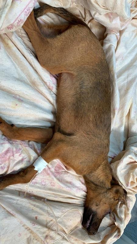 imagem da vaquinha Cachorra atropelada 