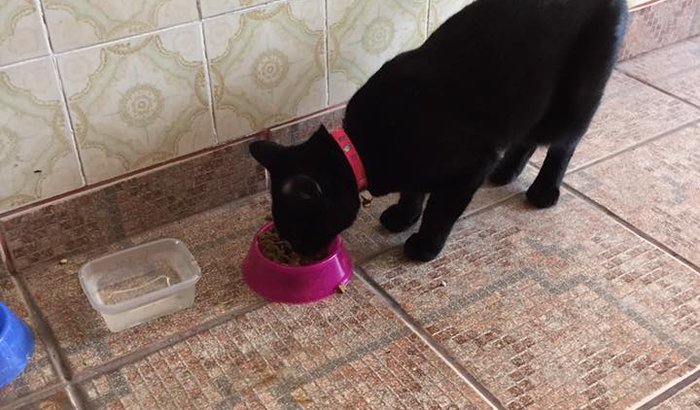 Cirurgia para gatinha abandonada!