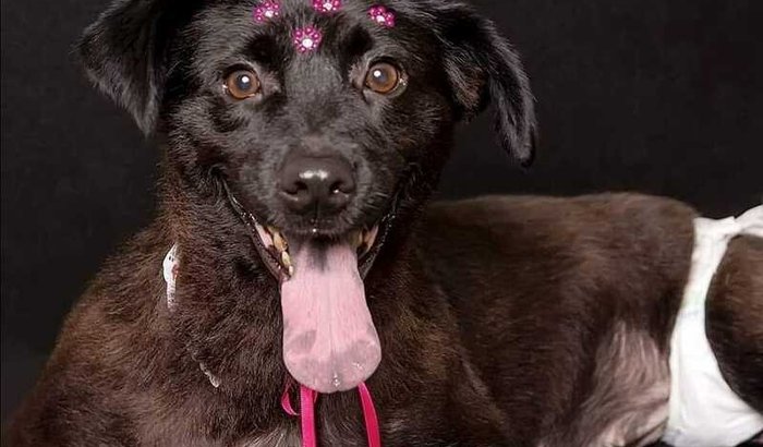 Vakinha para ajudar Zoe e os animais de rua