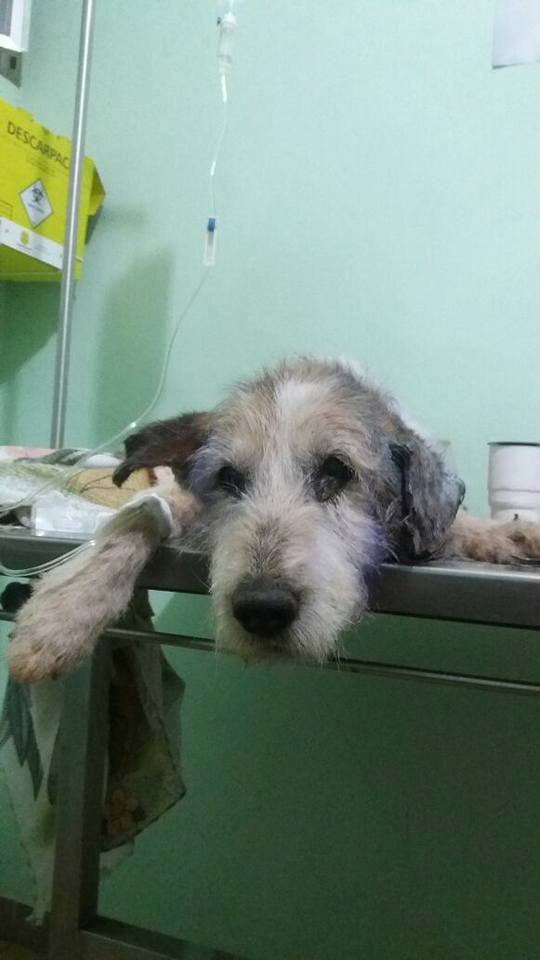 imagem da vaquinha Vakinha em favor do Nick