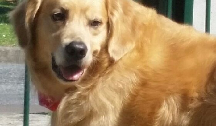 Cirurgia do Thor