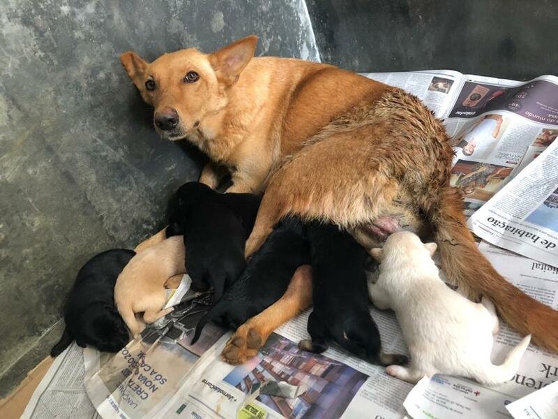 Ajuda continuar tratamento da Guerreira Vitória