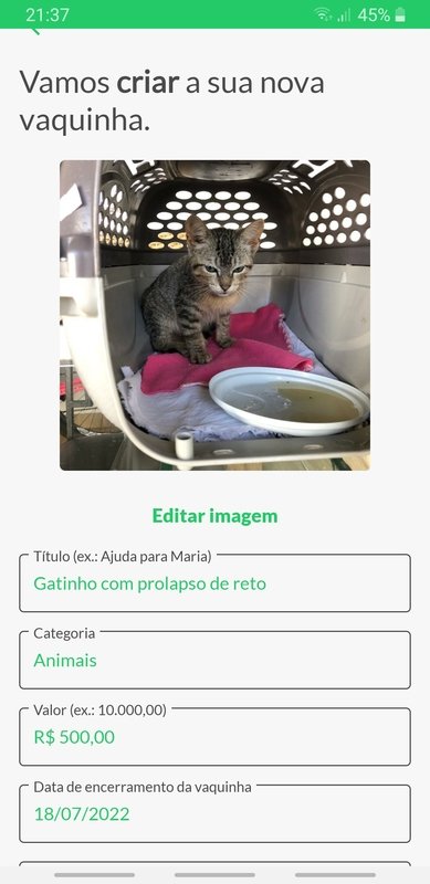 Gatinho com prolapso de reto 