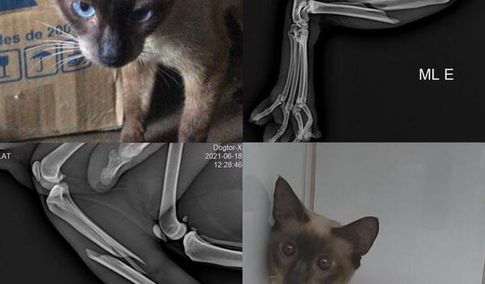 Gata com pata quebrada precisa de ajuda para fazer sua cirurgia