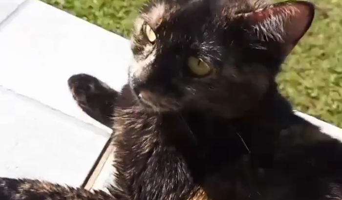 Ajuda a Meredith Grey