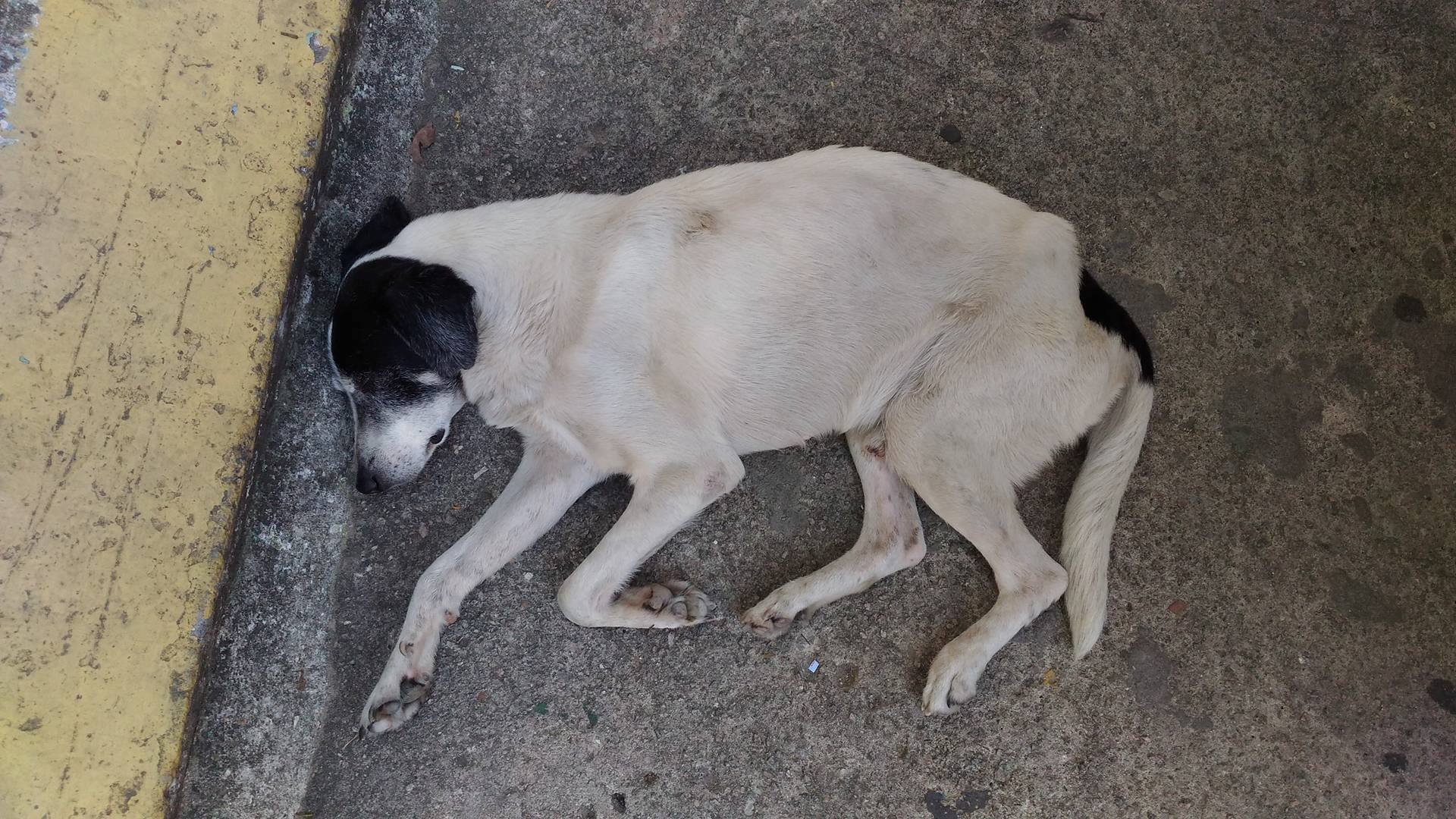 Cachorro do Condomínio