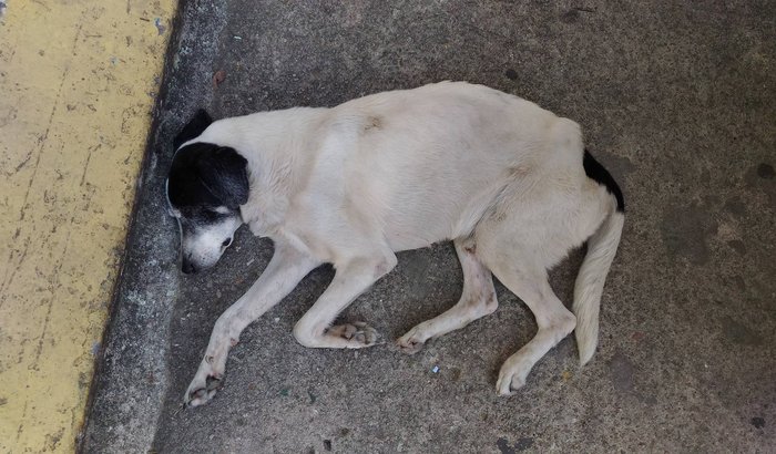 Cachorro do Condomínio