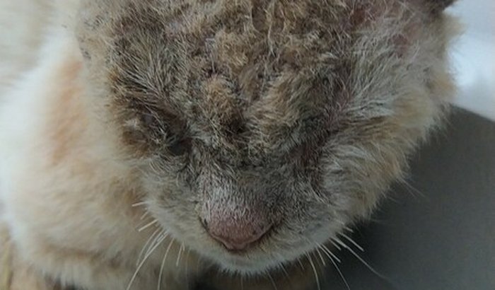 Ajudar um gato de rua doente