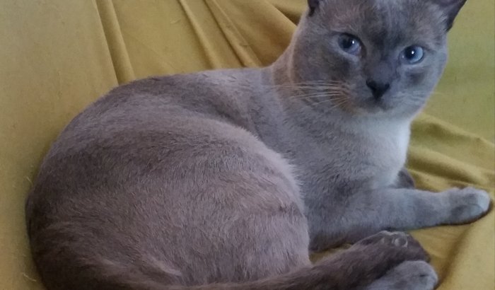 Pagar internação do gato :(