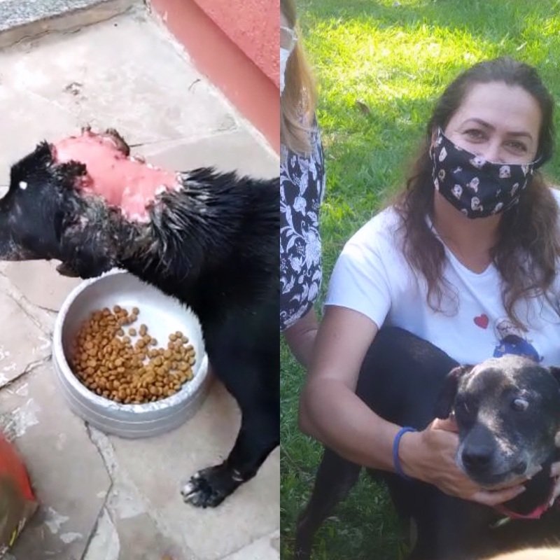 imagem da vaquinha AJUDA SOS ANIMAIS DA ILHA pix: sosanimaisdailha@gmail.com