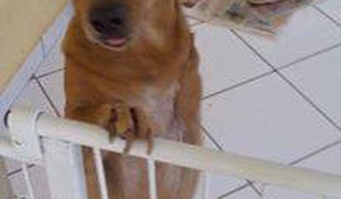 Todos Pelo Marley