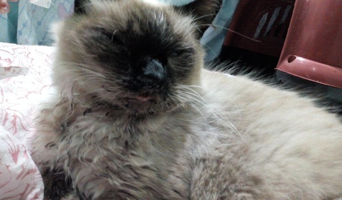 Ajude na operação da Gata Mel urgente