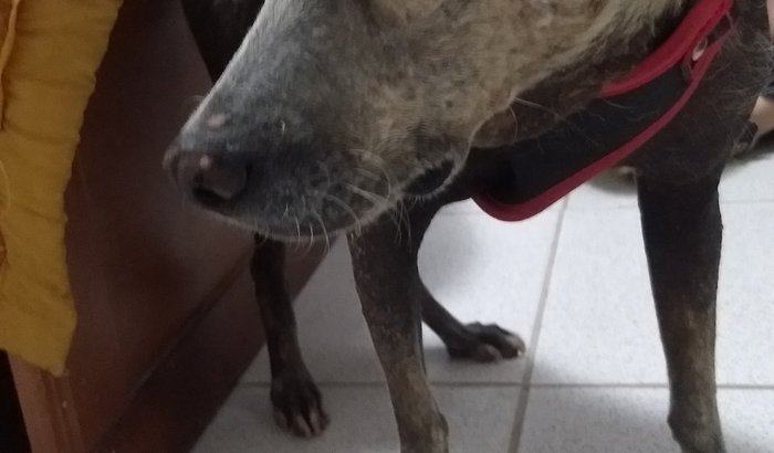Ajuda para o Guerreiro