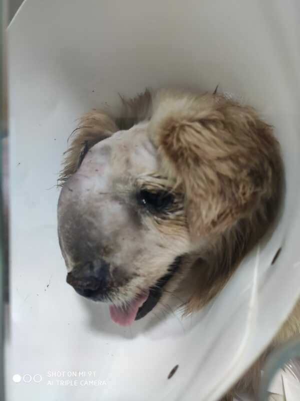 imagem da vaquinha Nos ajude a salvar o Davi, a Katucha e a Hanna
