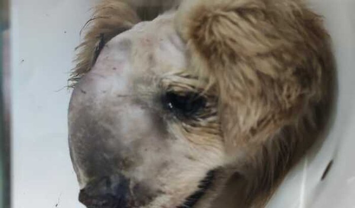 Nos ajude a salvar o Davi, a Katucha e a Hanna