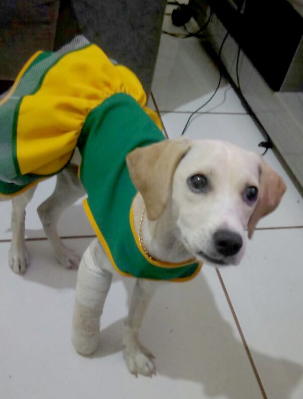 imagem da vaquinha Cirurgia da Nikita