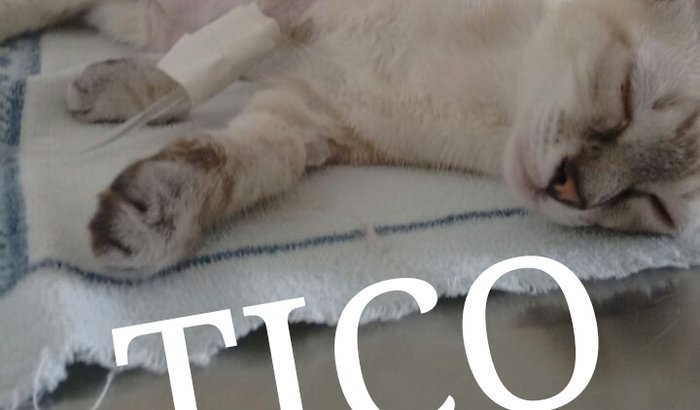 Campanha para ajudar na cirurgia do gatinho TICO 