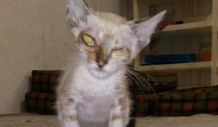 Dê ao Jack uma nova chance de enxergar