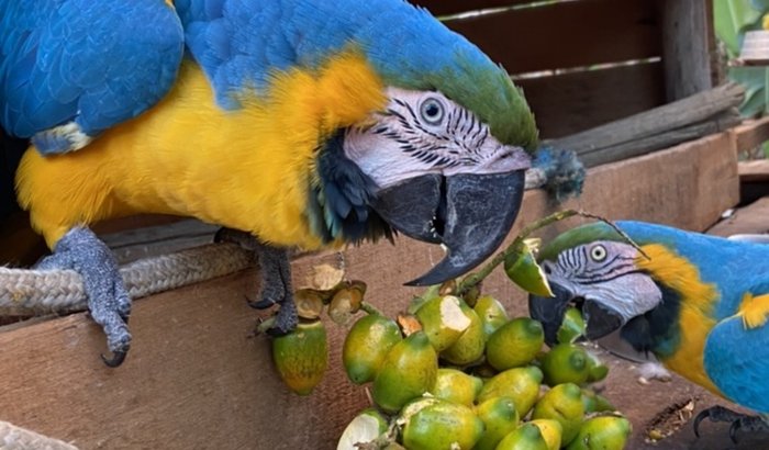Construção de Recintos para Reabilitação de Aves Silvestres