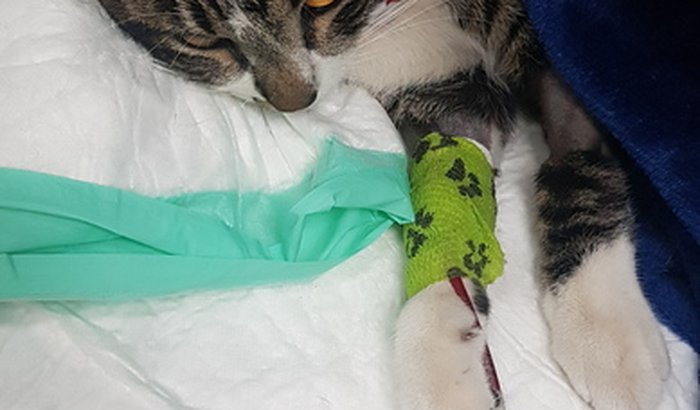 Ajude a salvar o Fritz (O gato)