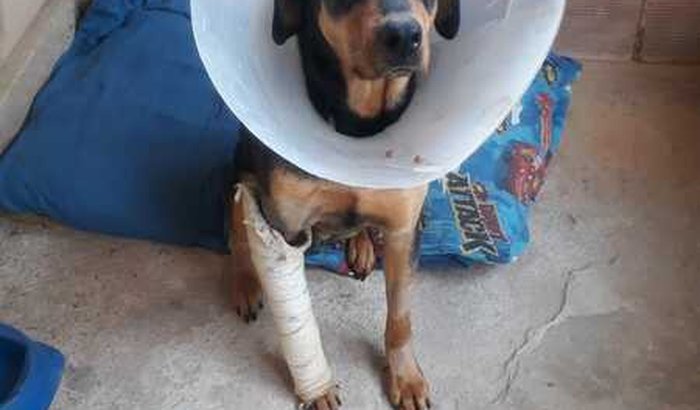 Ajuda para Cão Atropelado em Itaipava
