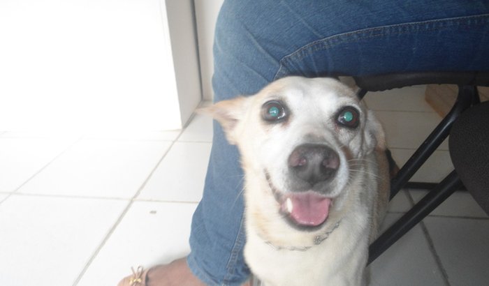 Ajudem Bolinha a ir ao Cardiologista e fazer seus exames!