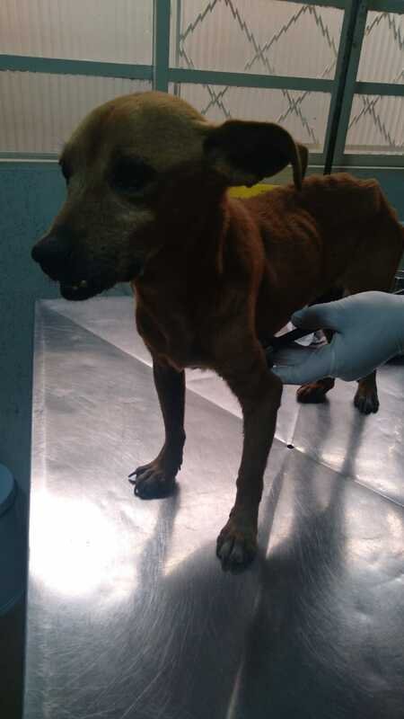 Cachorro com problema renal 