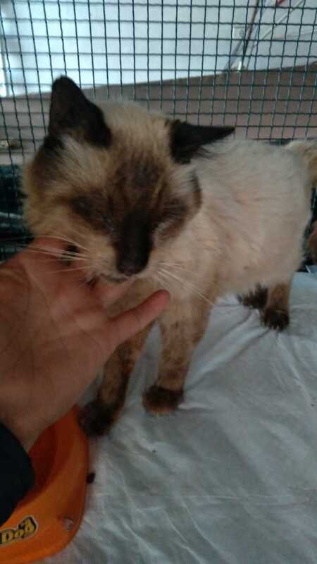 Gato doente 