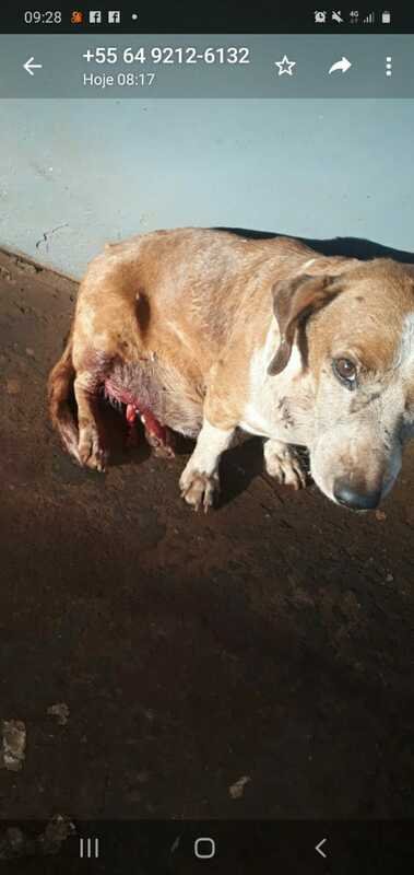 imagem da vaquinha Cachorro atropelado 
