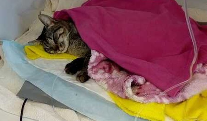 Vamos ajudar o Endryo