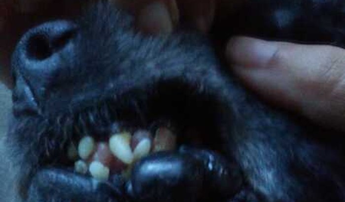 Ajuda para cirurgia do meu cachorro.