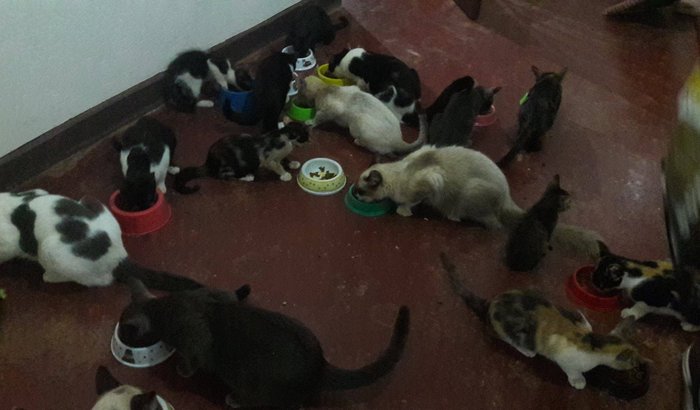 Estamos perdendo os nossos gatinhos!