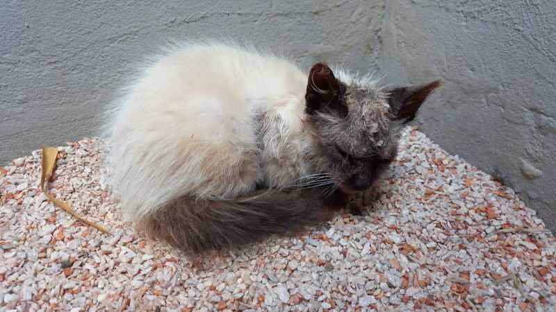 Gatinho sarna avançada 