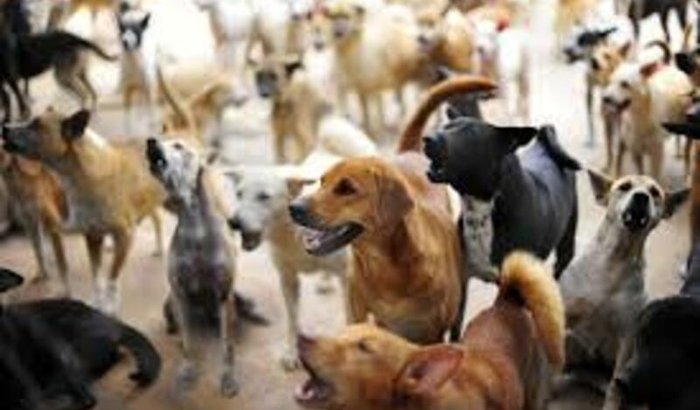 Ajudar cães abandonados e de rua.