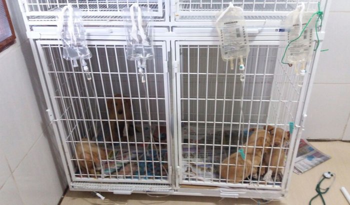 INTERNAÇÃO DE FILHOTES CANINOS C/ PARVOVIROSE