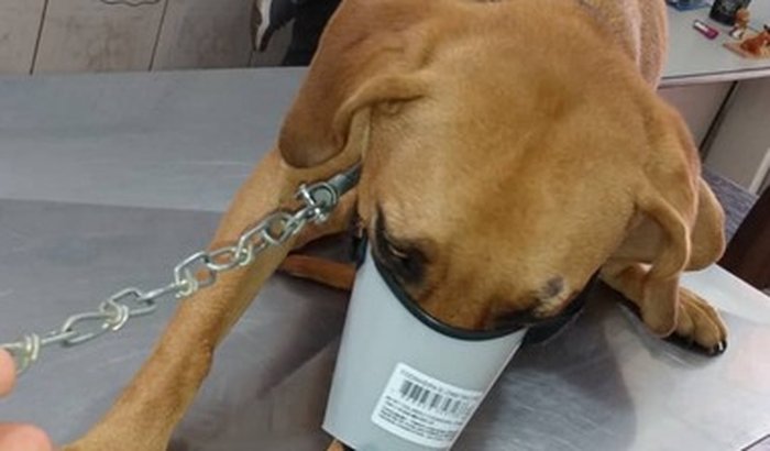 Ajuda pra Tinoco - um cão resgatado da rua