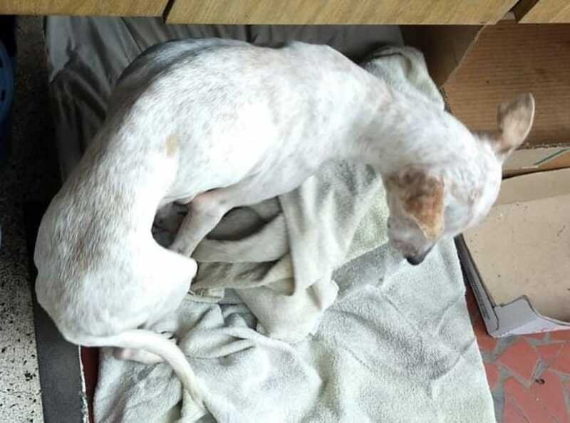 imagem da vaquinha Ajuda para Cachorrinha Lua 