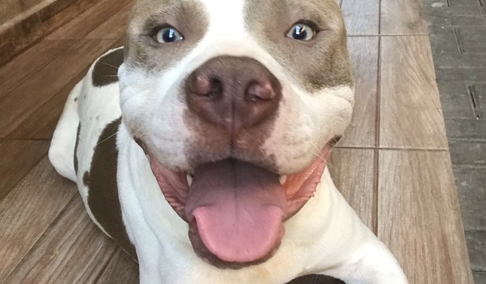 Ajudar meus pitbull