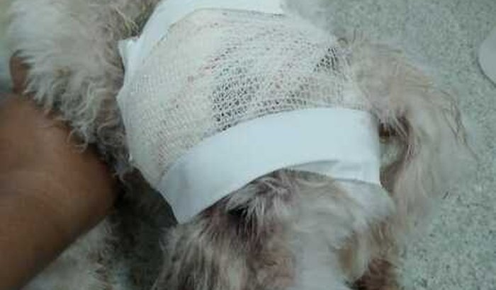 Ajude-nos a pagar os custos da cirurgia de Belinha!!