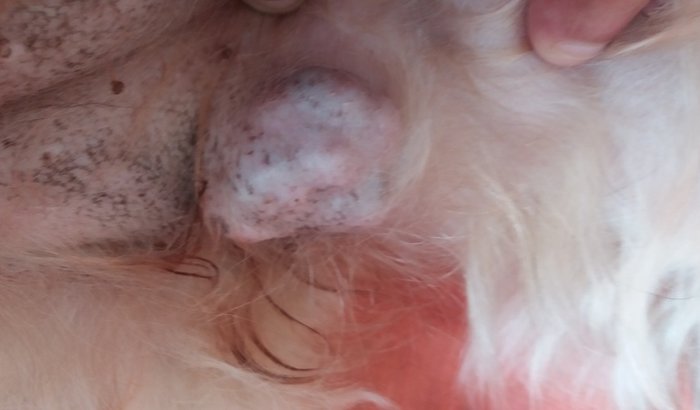 Retira um nódulo de uma linda cachorra
