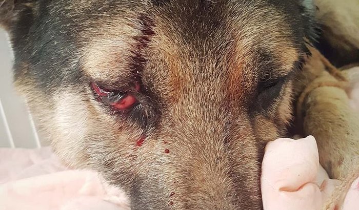 Ajuda para Hércules