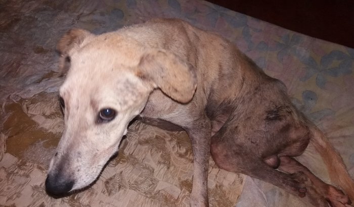 Ajude nas despesas do Abrigo da Borika 