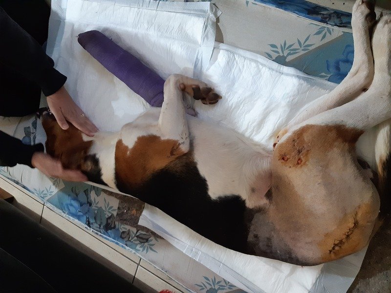 Nos ajude a pagar a cirurgia do creitinho 