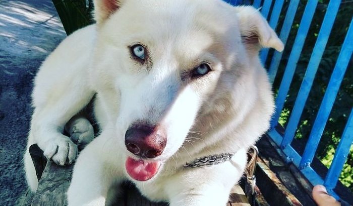  [Patinhas Carentes] Ajude novamente na cirurgia de Mika ♥