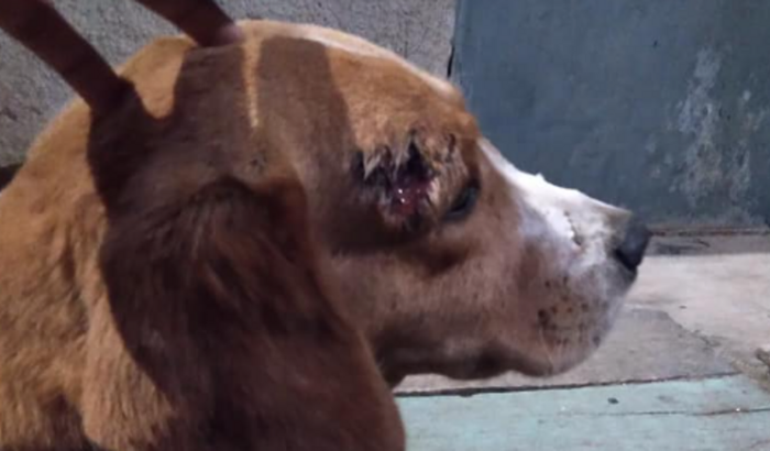 Para ajudar esse cachorro que esta com uma ferida aberta  ao lado da orelha esquerda