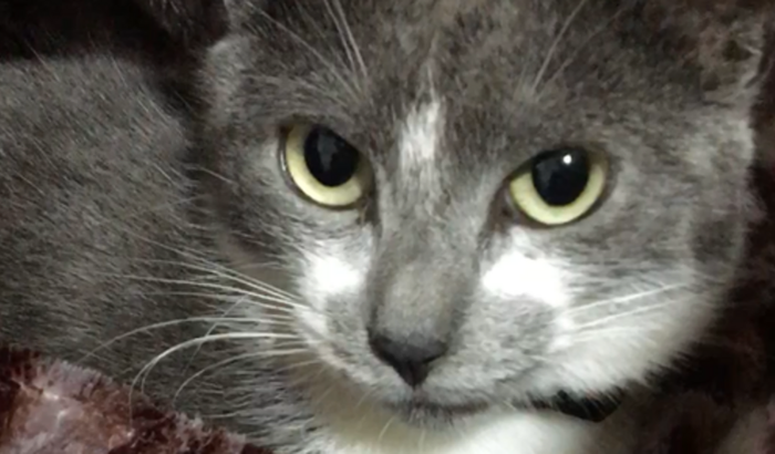 Ajude no tratamento da Ártemis