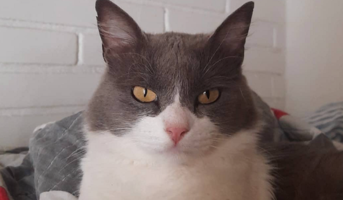 AJUDE O GATO AMARELO A VIVER